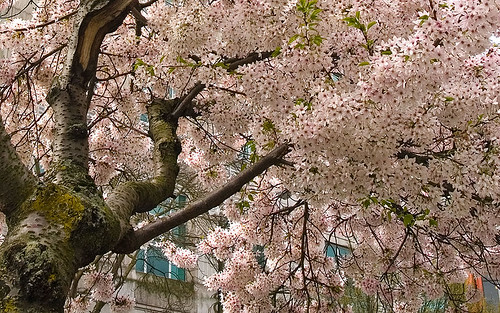 Alan's Cherry Tree Shot