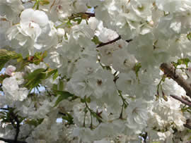 Luscious Blooms Abound