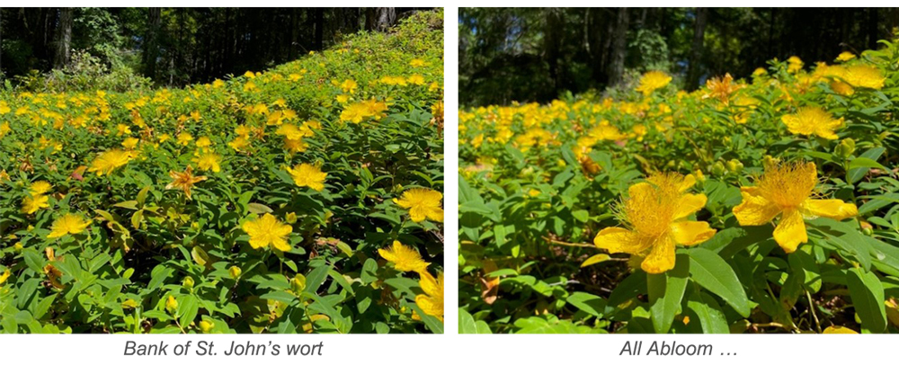 2 photos: close up and field of vibrant st. john's wort yellow flowers.