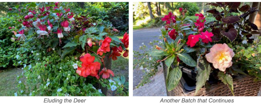 Fuschia and Begonias in bright reds, coral and pink fill summer garden baskets in the woods.