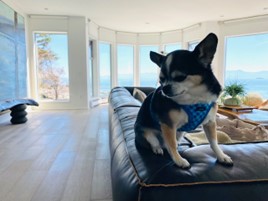 Presley the rescue chihuahua puppy perched on a sofa arm surounded by light