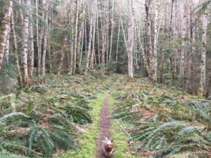 Graphic Facilitation School