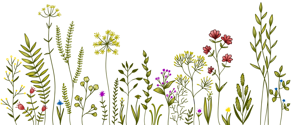 colorful wildflower and herbs line art with poppies, daisies and cornflowers